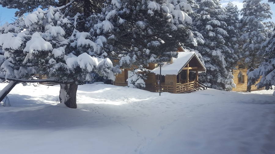 Forest Mansions
